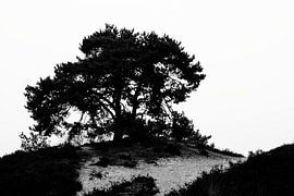 De boom op weg