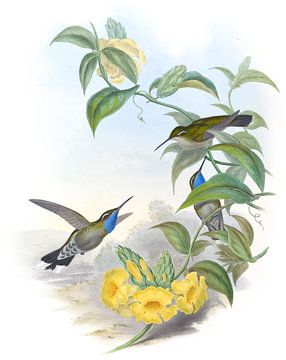 Blue-Throated Cazique, John Gould van Hummingbirds