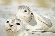 Kleine zeehonden van Martina Fornal thumbnail