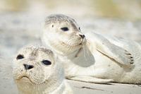 Kleine zeehonden