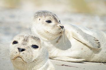 Small seals by Martina Fornal