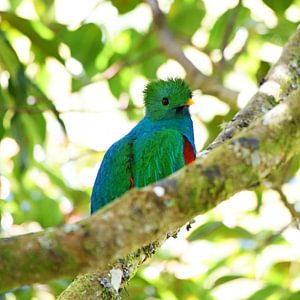Quetzal (oiseau coloré d'Amérique centrale)