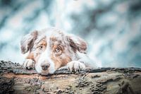 Australische herder