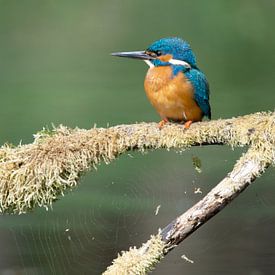 Kingfisher, Fairy tale with spider web by Marnix Jonker