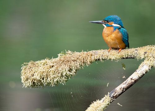 IJsvogel in sprookjessfeer met spinnenweb van Marnix Jonker
