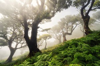 forest on Madeira
