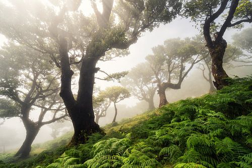 forest on Madeira