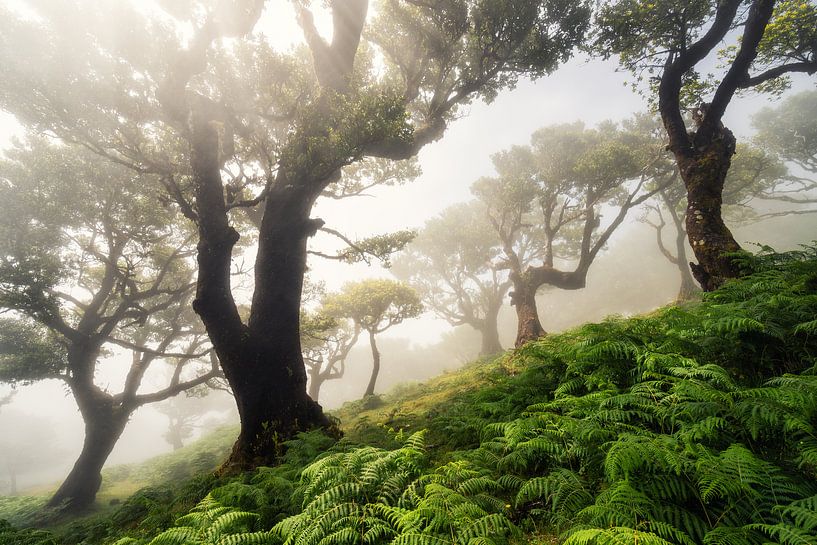 forest on Madeira van Martin Podt