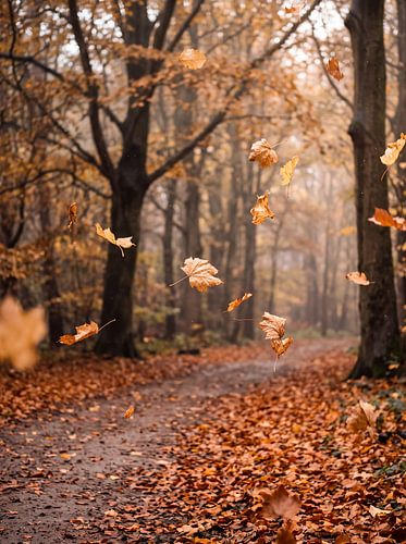 Herfstbladeren in het bos