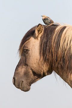 Paarden | Konikpaard en jonge spreeuw - Oostvaardersplassen  van Servan Ott