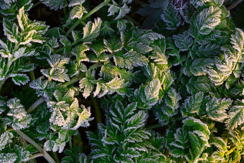 Leaves decorated by ice crystals by Natuurpracht   Kees Doornenbal