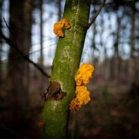 Oranje trilzwam op groen uitgeslagen boom
