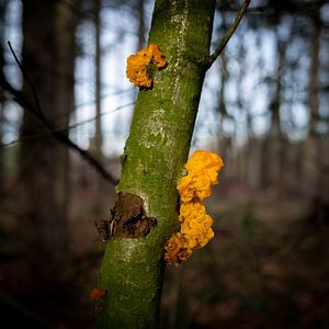 Orange vibrating mushroom on a green beaten tree