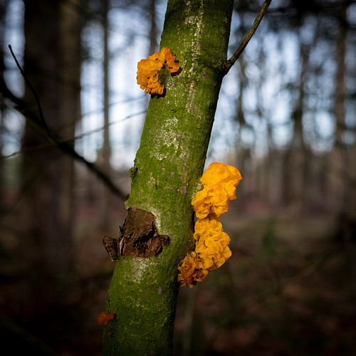 Oranje trilzwam op groen uitgeslagen boom
