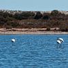 flamingo's in het water von Marina Nieuwenhuijs