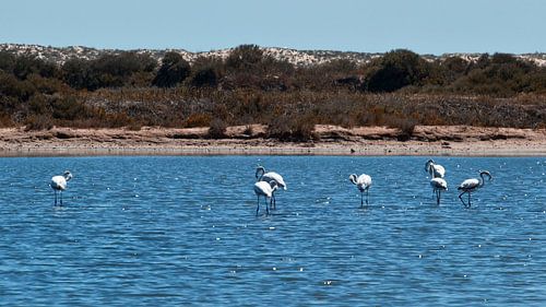 flamingo's in het water