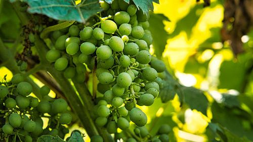 Druiven in rijke kleuren. De wijnstokken met de druiven zijn rijp.