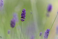 Lavendel met een bokeh achtergrond