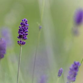 Lavendel met een bokeh achtergrond van Lieke van Grinsven van Aarle