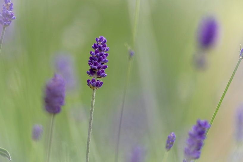 Lavande avec un fond bokeh par Lieke van Grinsven van Aarle