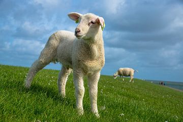 lam op Terschelling, Nederland van Jan Fritz