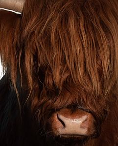 Kopf eines schottischen Highlanders von Marjolein van Middelkoop