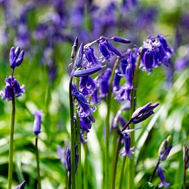 Bleu enchanteur sur Fien Breynaert