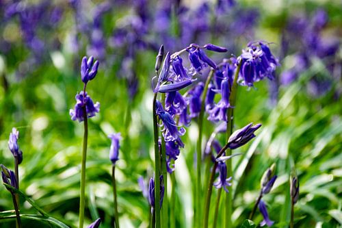 Bleu enchanteur