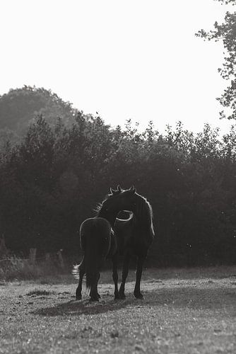 Jonge paarden groomen elkaar | paardenfotografie | zwart-wit