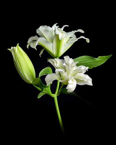 Solo fine-art flower