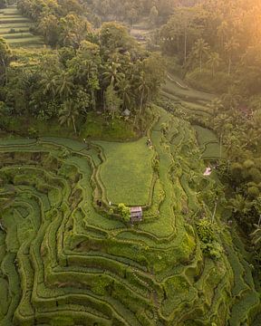 Rice terraces in Bali in the golden evening light by Ewold Kooistra