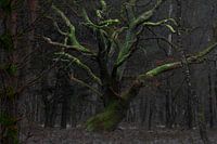 Baum des Lebens