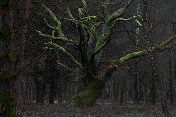 tree of life by Gerard van Roekel