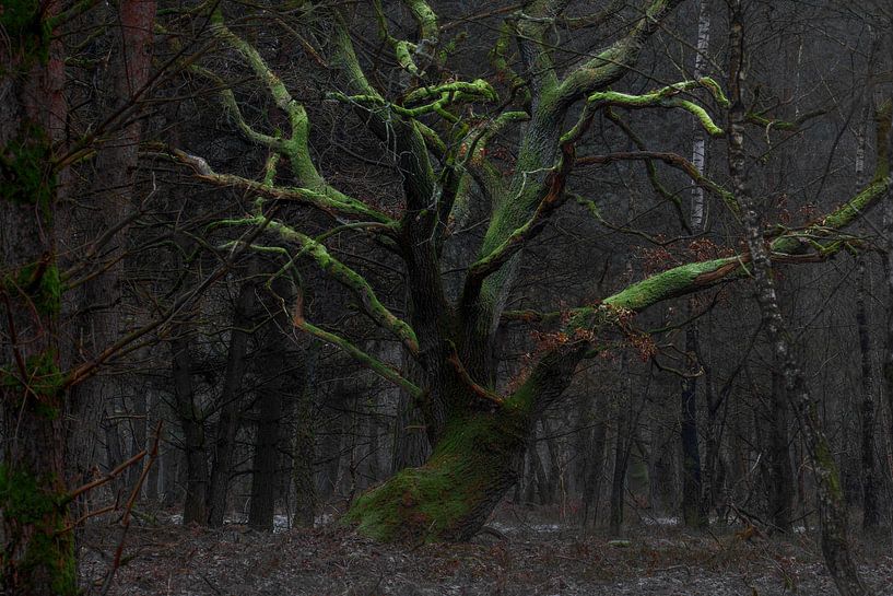 tree of life by Gerard van Roekel