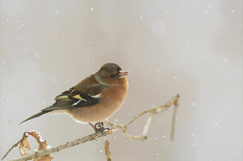 Finch on a branch in the snow