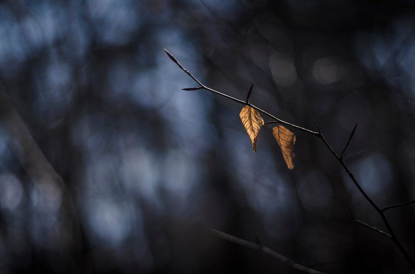 Togetherness by Dick Nieswaag