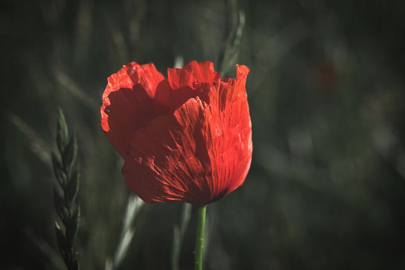 Poppy with red petals by Martin Köbsch