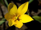 Gelbe Blume scharf von Martijn Tilroe Miniaturansicht
