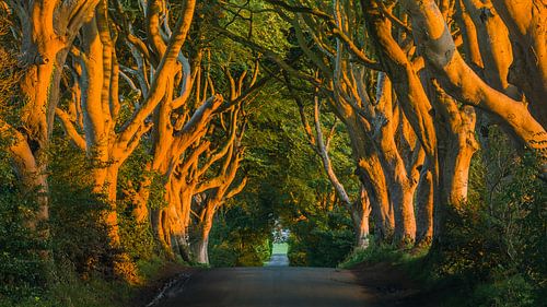 The Dark Hedges, Irlande du Nord.