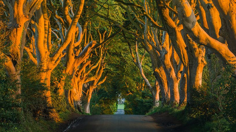 The Dark Hedges, Irlande du Nord. par Henk Meijer Photography