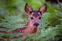Little fawn between ferns