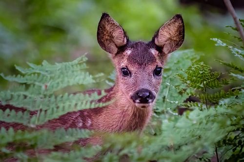 Kleines Kitz zwischen Farnen