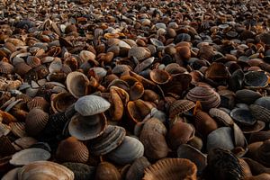 Coquillages