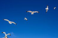 Seagulls  by Niels  de Vries thumbnail