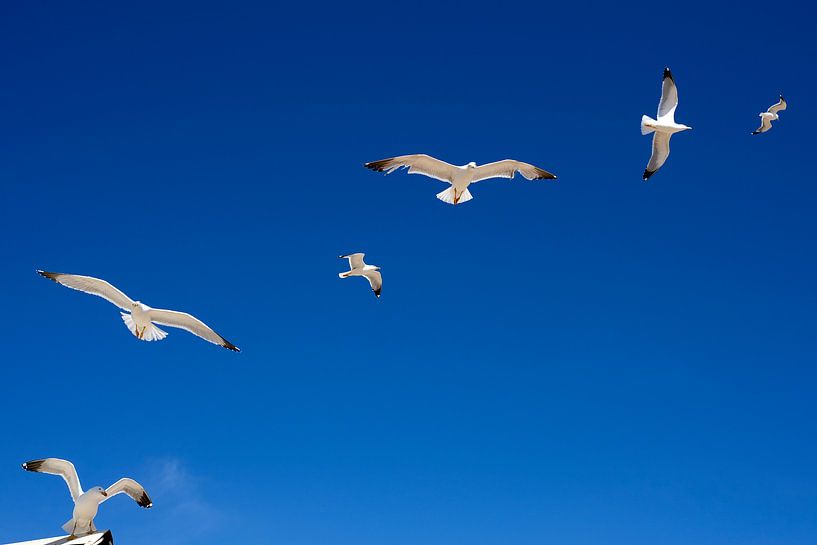 Seagulls  by Niels  de Vries