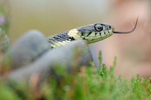 Serpent d'herbe