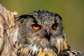 Owl by Michael van Eijk