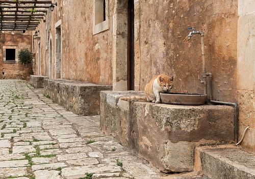 Katze in Arkadi