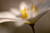Wood anemone close up