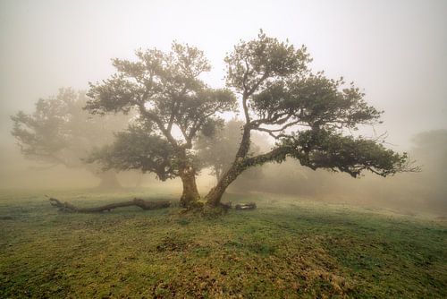 Un beau matin... sur Peter Korevaar
